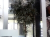 03-ficus_benndijkii_alii