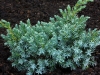 01-juniperus__squamata__blue__star