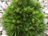 03-pinus__mugo__mops