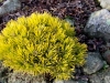04-pinus__mugo__wintergold