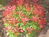 01-pieris-japonica