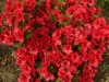 02-azalea_japonica