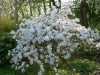 03-magnolia_stellata