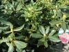 05-rhododendron