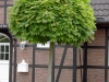01-acer_platanoides_globosum