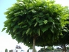 02-catalpa_bignonioides_nana