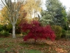 03-acer_palmatum_atropurpureum