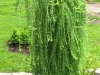 05-larix_decidua_pendula