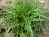 01-carex_montana
