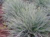 02-festuca_glauca