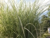 03-miscanthus_sinensis