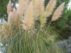 05-cortaderia_selloana