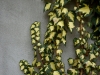03-hedera_helix