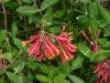 04-lonicera_henryi