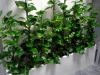 02-philodendron_scandens