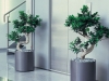 ficus_microcarpa