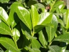 03-prunus__laurocerasus_novita