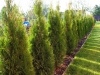 04-thuja_occidentalis_smaragd
