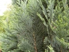 05-chamaecyparis_lawsoniana_columnaris_glauca