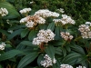 01-viburnum_rhytidophyllum