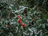 02-ilex_aquifolium