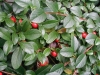 03-cotoneaster_dammeri-001