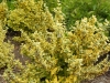 05-euonymus_fortunei