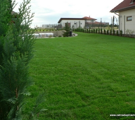 04-zakorenely_travni_koberec