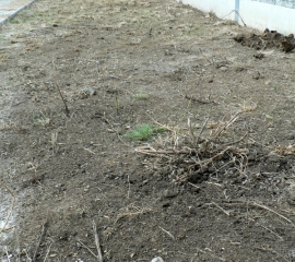 05-likvidace_plevelu_pred_polozenim_koberce