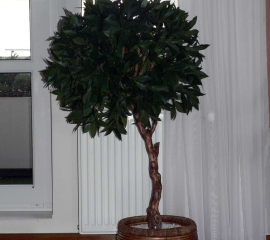 umely_zamioculcas.jpg