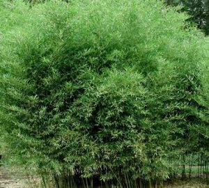 Phyllostachys bissetii