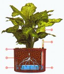 hydroponická rostlina hydroponická rostlina